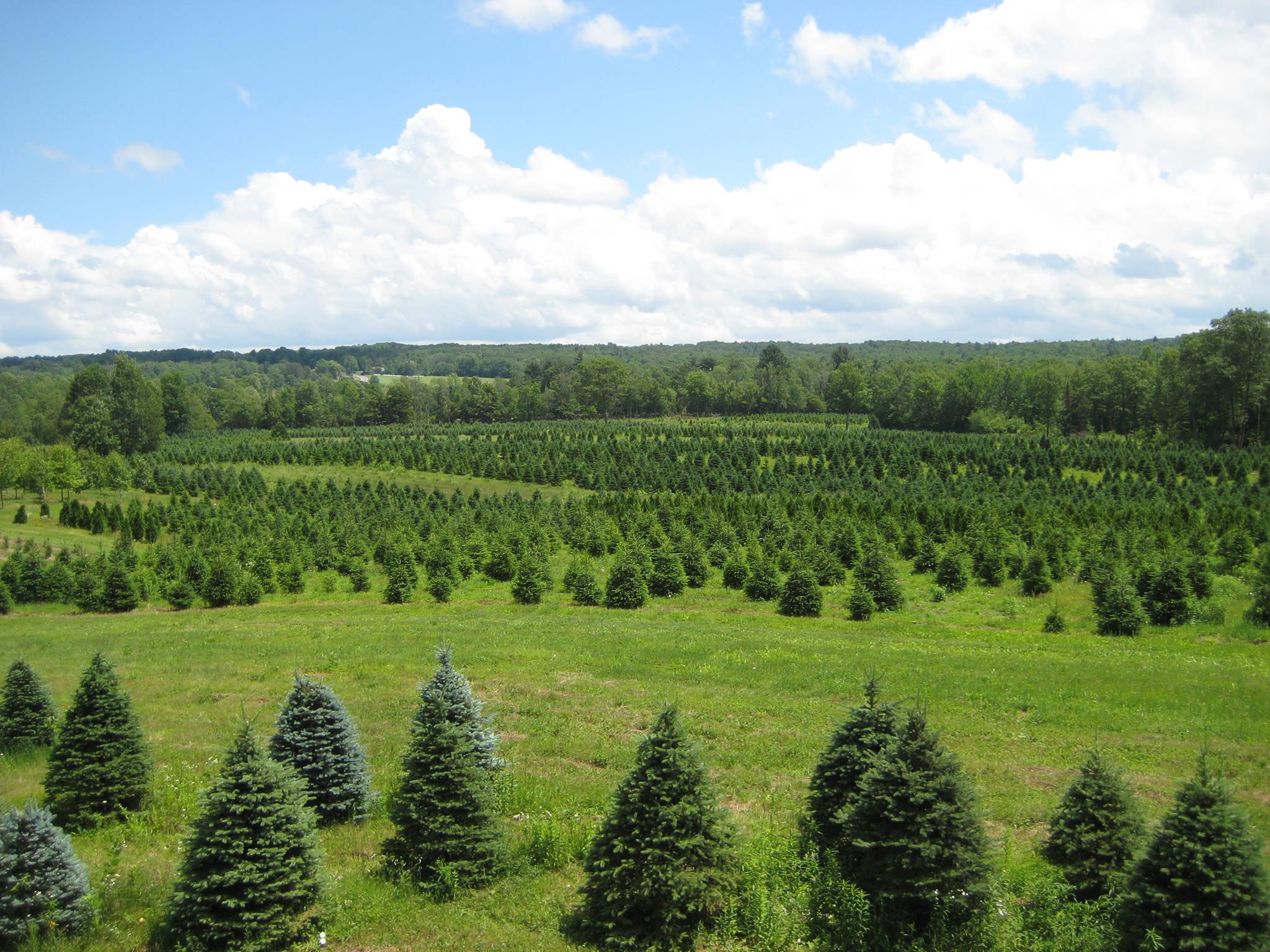 Evergreen Trees