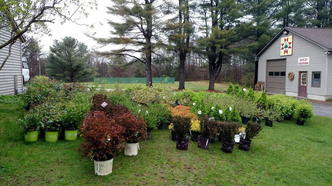 bedding plants