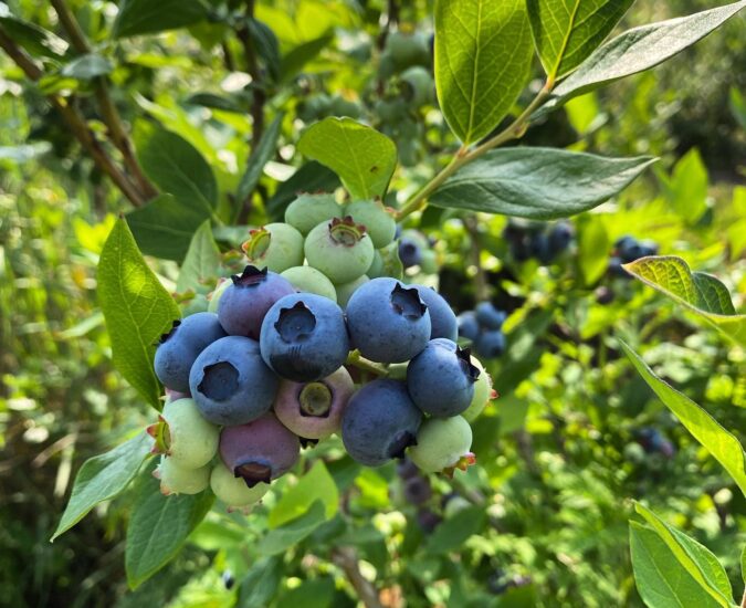 Blueberries