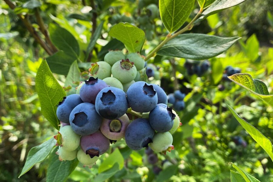 Blueberries