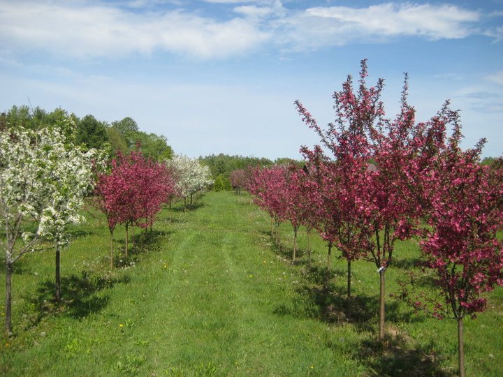 flowering trees