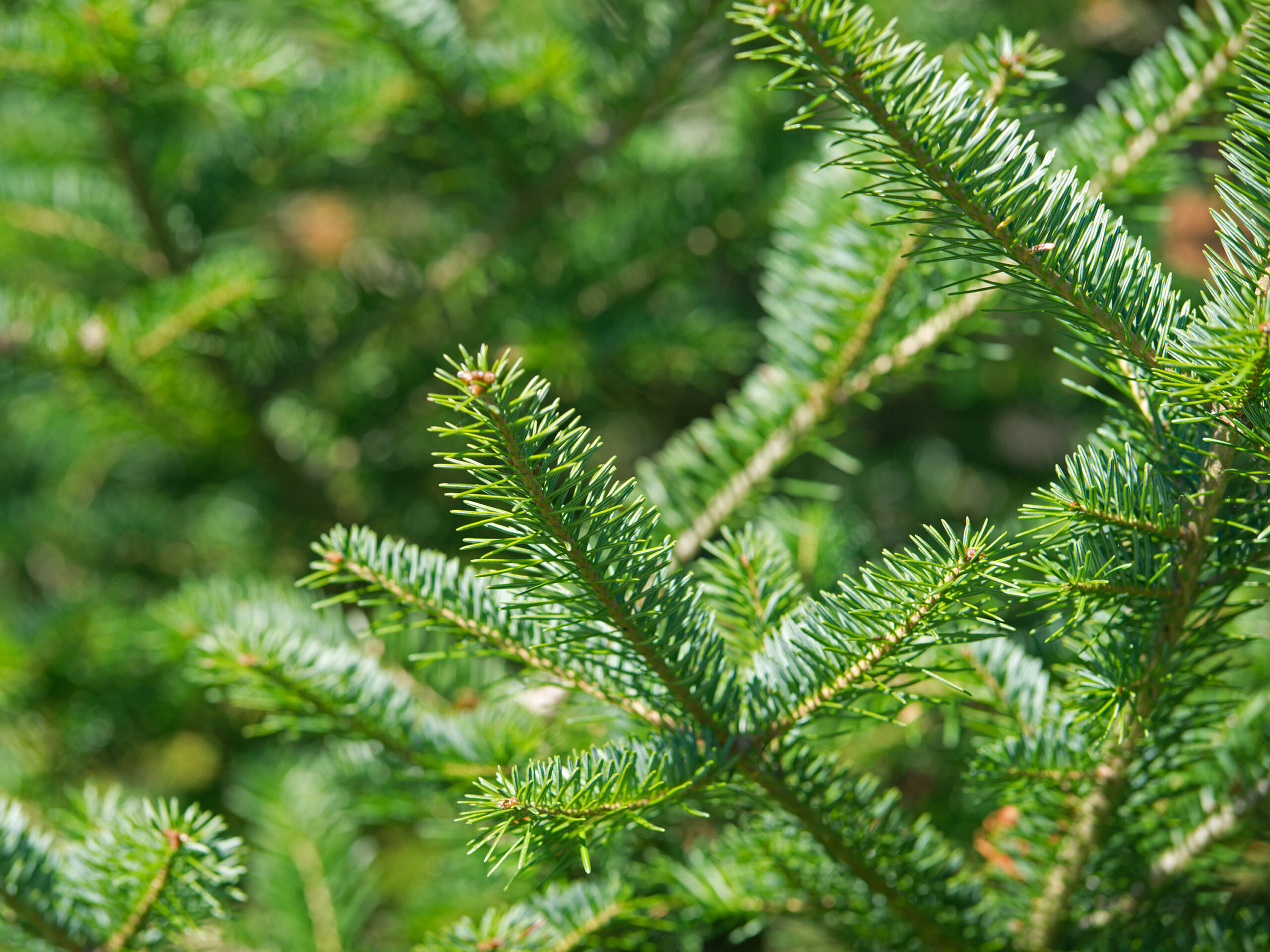 Balsam Fir