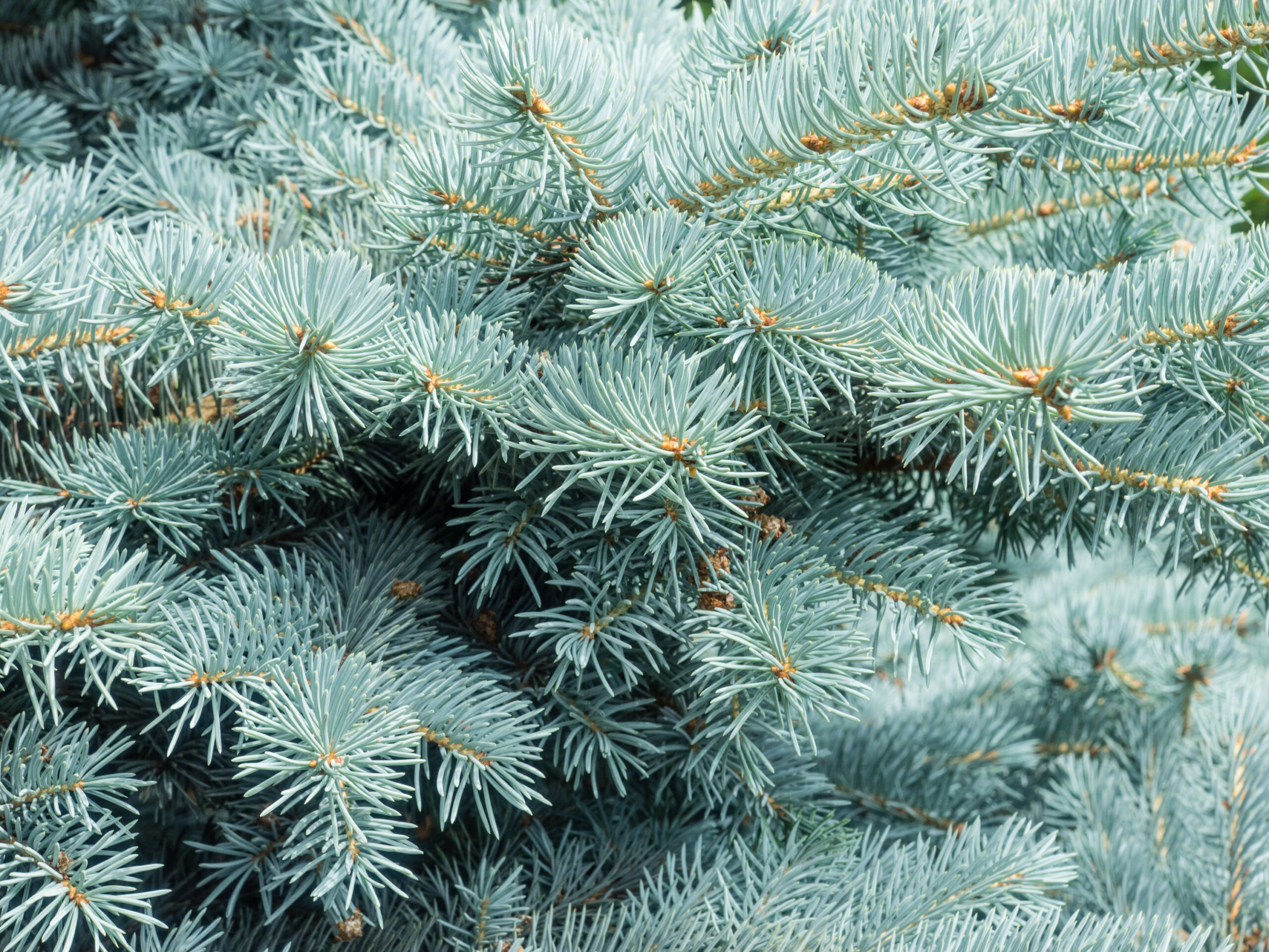 Blue Spruce