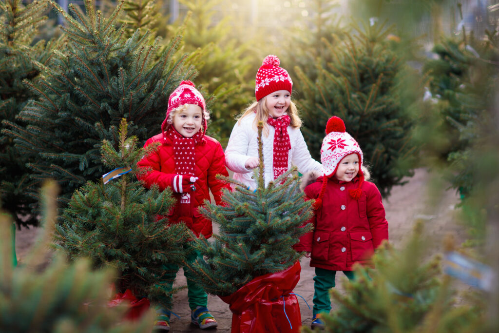 How to Choose a Christmas Tree goderiestreefarm