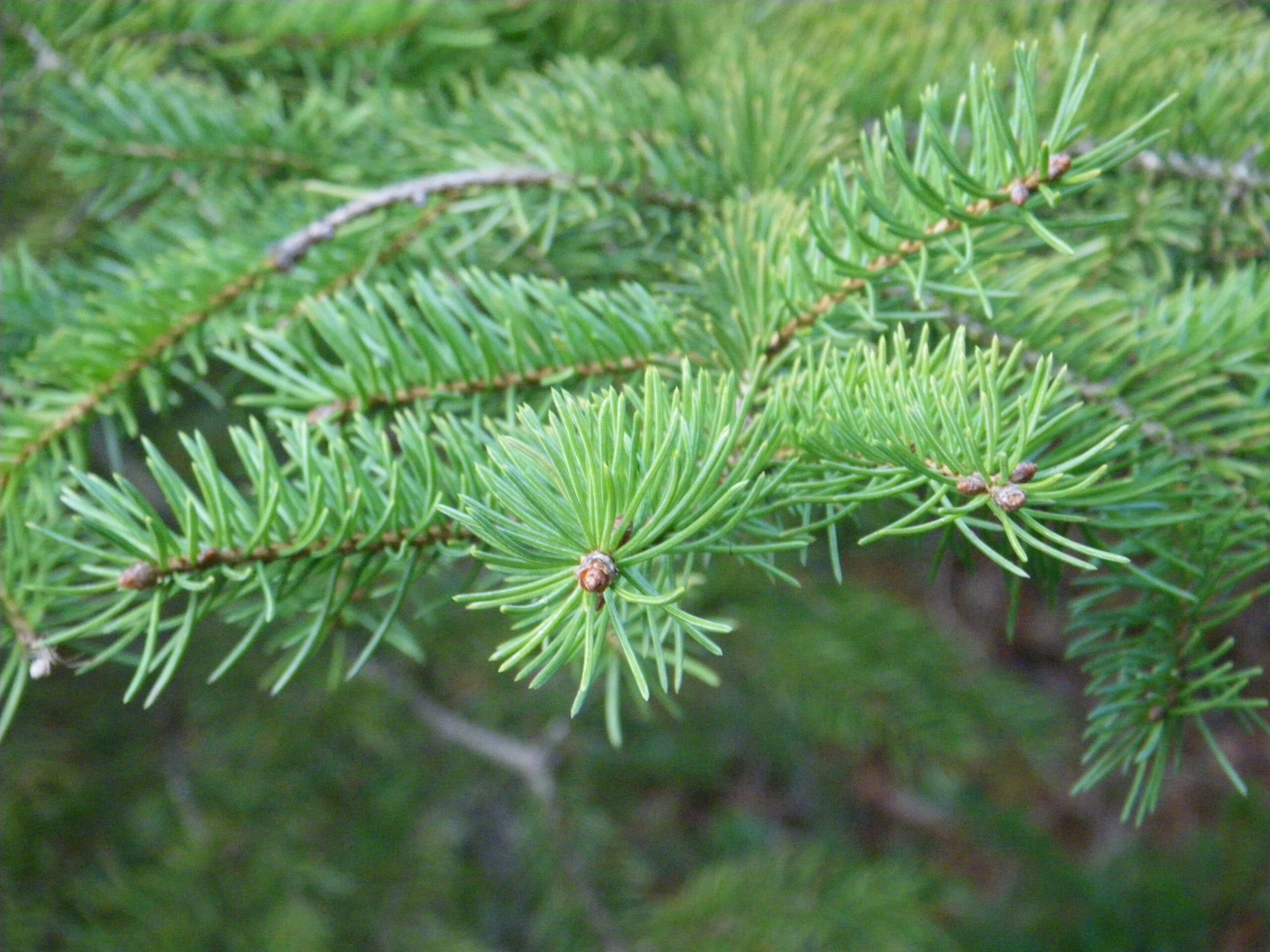 White Spruce